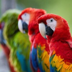 Birds and parrots for sale