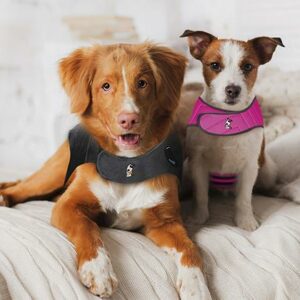 Dogs and puppies for sale