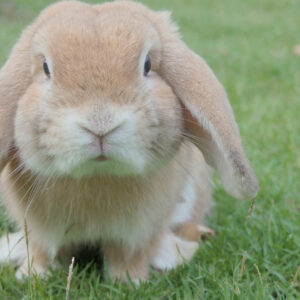 Rabbits and bunnies for sale