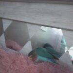 blue lovebird