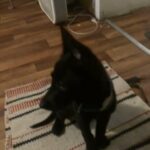 Belgian malinois