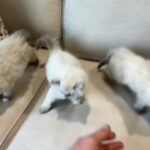 Persian Kittens