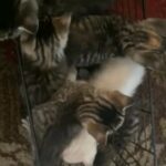 kittens 8 weeks old