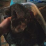 Kittens in need of good homes