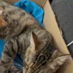 Ragdoll kittens looking for forever homes