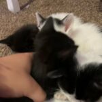 KITTENS!!