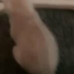 4 weeks old kitten there is rehoming fee