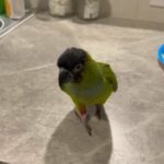 Nanday Parakeet + Cage + Toy