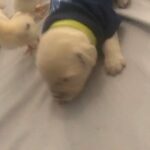 little max when he was 2 weeks old