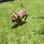 American Bully Chasing ball