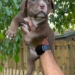 American bully