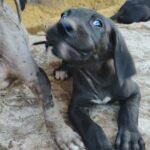 Great Danes