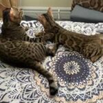 For Sale Bengal Stud Sire for Breeding TICA registered