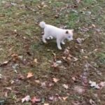 Shiba inu