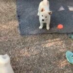 cream Shiba Inu