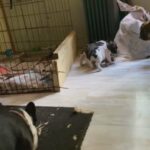 AKC French Bulldogs