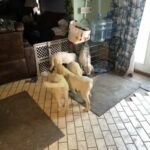 Great Pyrenees