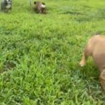 English Bulldogs playing outside