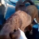 Chocolate Labrador retriever/ Husky mixed puppies