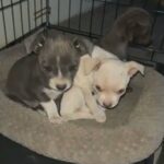 Chihuahua mix puppies