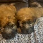 AKC Soft coated wheaten terriers