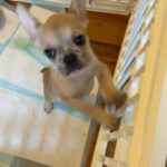 French bulldog