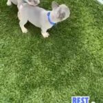 French Bulldog Lilac and Tan