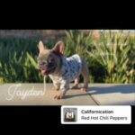 French Bulldog- Frenchie Male