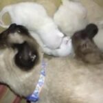 seal/tonk kittens