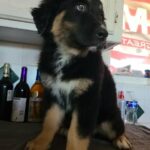 Black Tri Male
