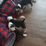 Loved Puppies