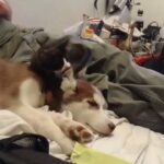 bella and Oreo