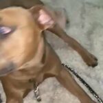 Blue Nose Pit