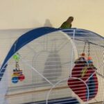 2 love birds