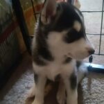 husky for sale