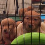 Golden Retriever Puppies