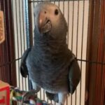 African grey Timenah