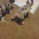 Blue and Tan & Lilac Merle Females