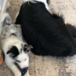 Blue and White Merle Aussie Puppy