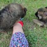 pomeranian puppies