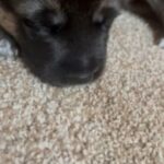 Gerberian Shepsky Puppies (German Shepherd/ Siberian Husky
