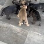 Frenchies