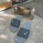 French bulldogs for sale