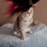Scottishfold purebreed girl SMOKY