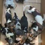 beautiful beagle puppies