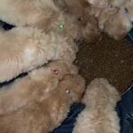 F1B standard goldendoodle males only left 8 weeks