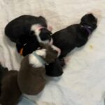 Australian Shepherds Fir Sale