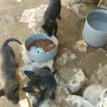 5 males Purebred Belgian Malinois Puppies.