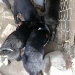 Belgian Malinois Puppies.
