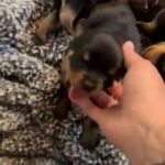 female Rottweiler puppies